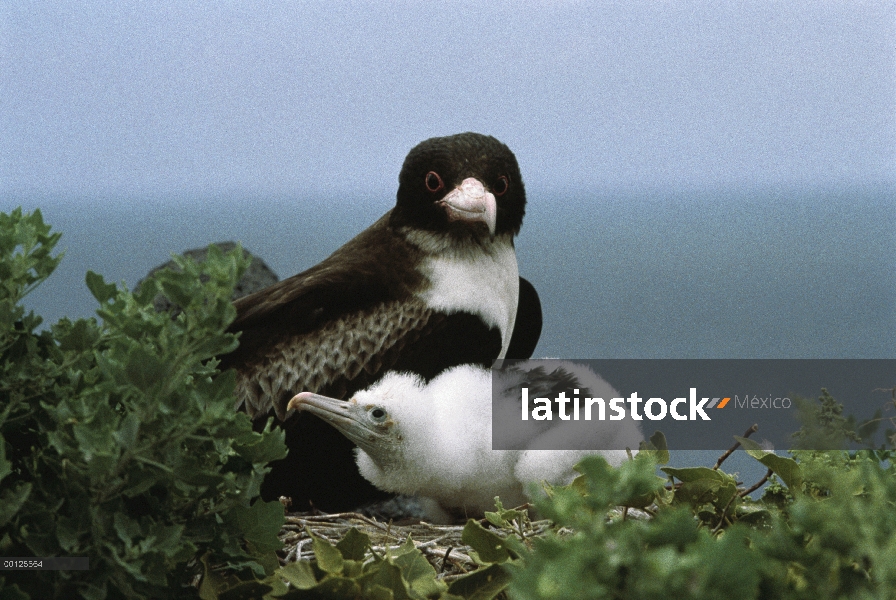 Gran Frigatebird (Fregata minor) hembra en el nido con pollos, Hawaii