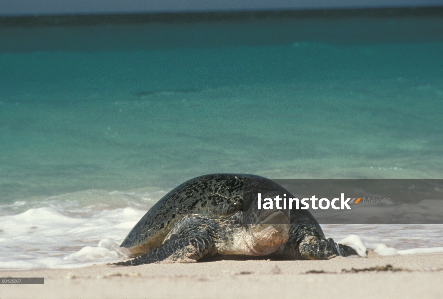 Tortuga del mar verde (mydas de Chelonia) emergentes del agua, Hawaii