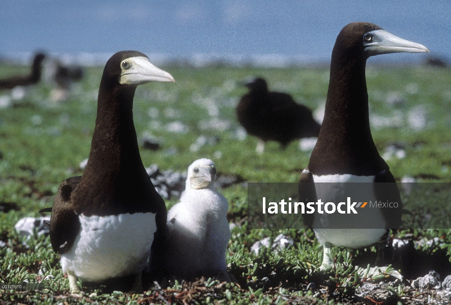 Marrón de la familia de piquero (Sula leucogaster) en Colonia de anidación, Hawaii