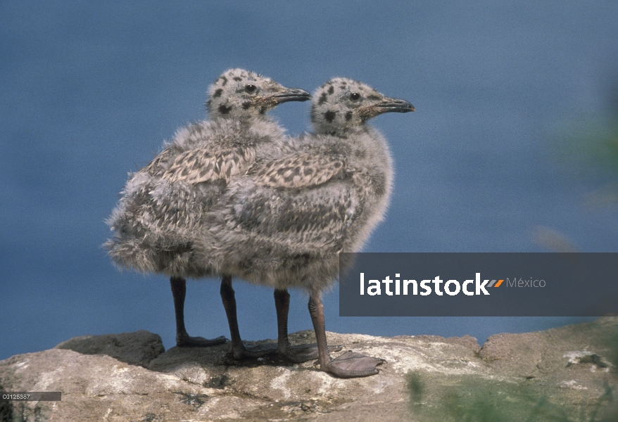 Polluelos de gaviota argéntea (Larus argentatus), América del norte