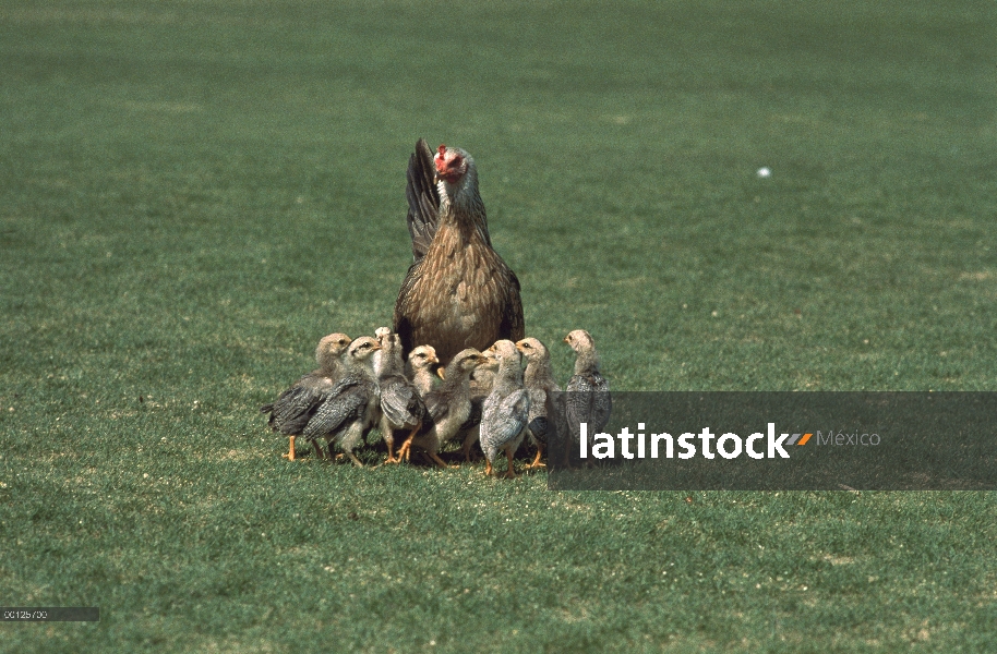 Gallina doméstica (Gallus domesticus) con grupo de polluelos, América del norte