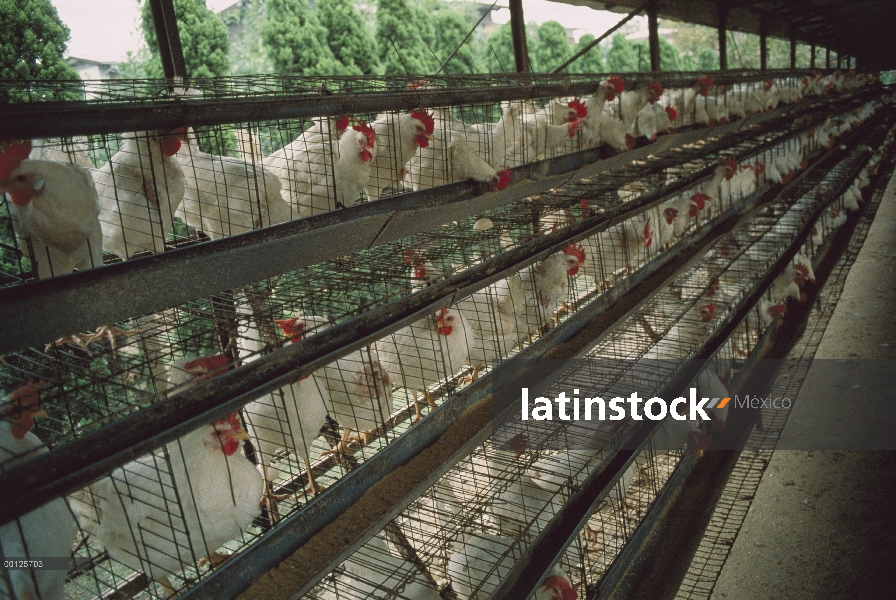 Nacional Grupo de pollo (Gallus domesticus) en jaulas en las granjas avícolas comerciales, América d