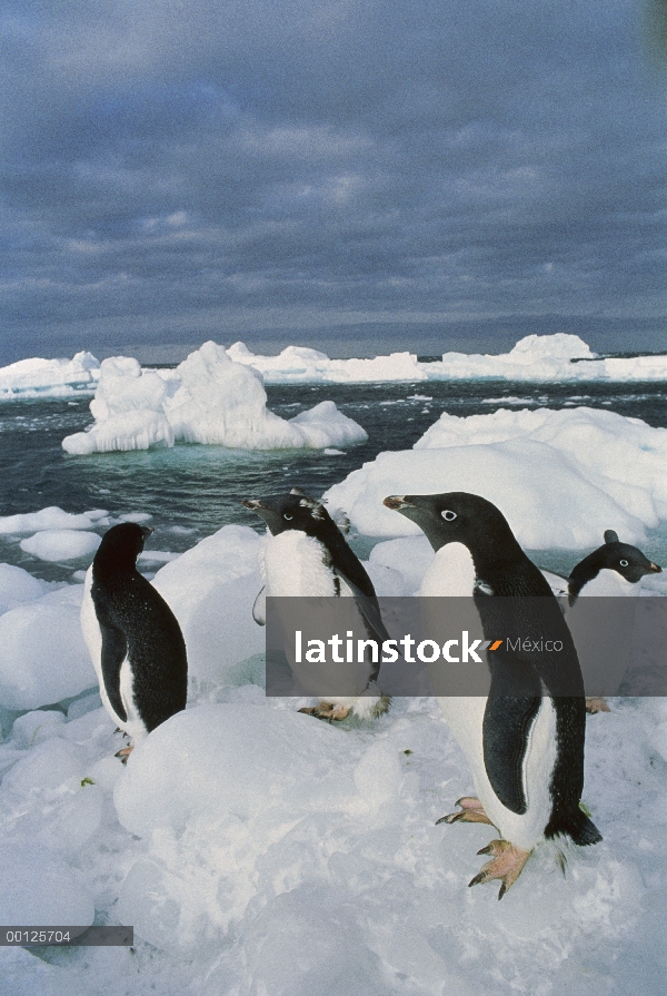 Pingüino de Adelia (Pygoscelis adeliae) trío de pie en el hielo a lo largo de un iceberg lleno de oc