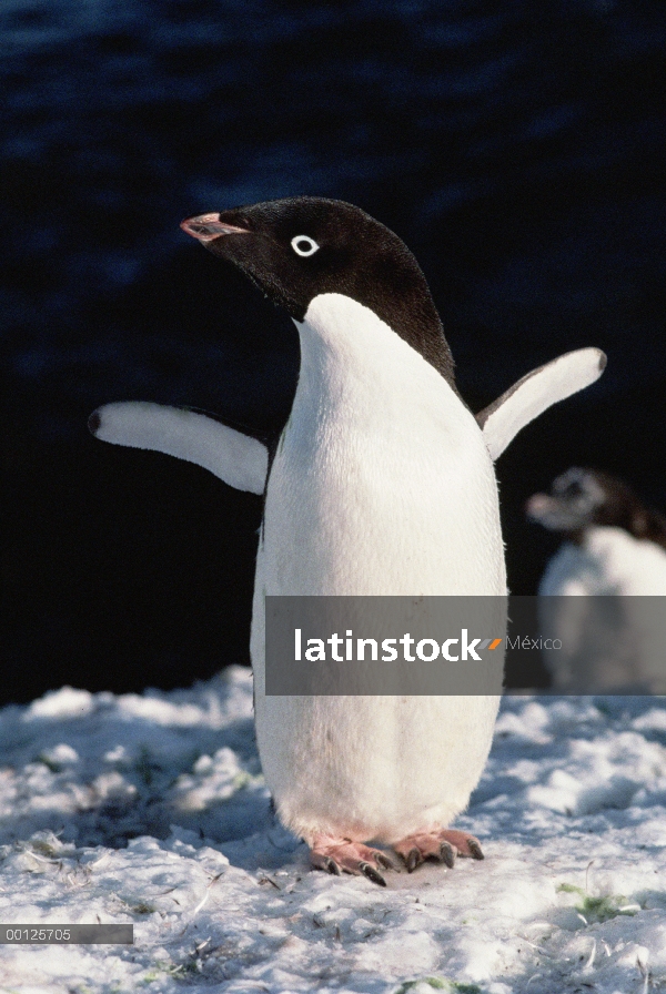 Pingüino de Adelia (Pygoscelis adeliae) con aletas levantado, Antártida