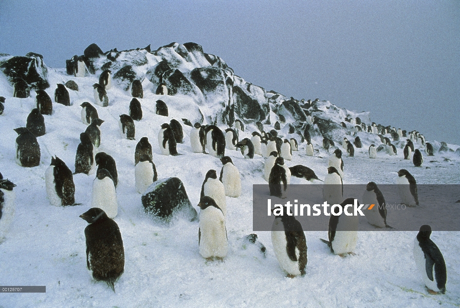 Colonia de anidación pingüino de Adelia (Pygoscelis adeliae) en ladera, Antártida