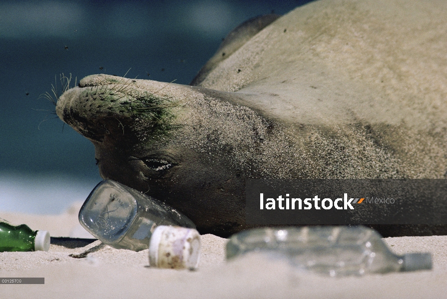 Sello hawaiano del Monk (Monachus schauinslandi) durmiendo entre basura lavados para arriba en la pl