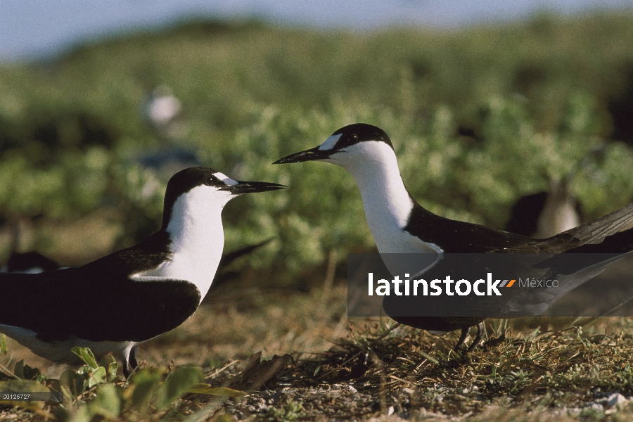 Par de negrilla Tern (Onychoprion fuscatus), Hawaii