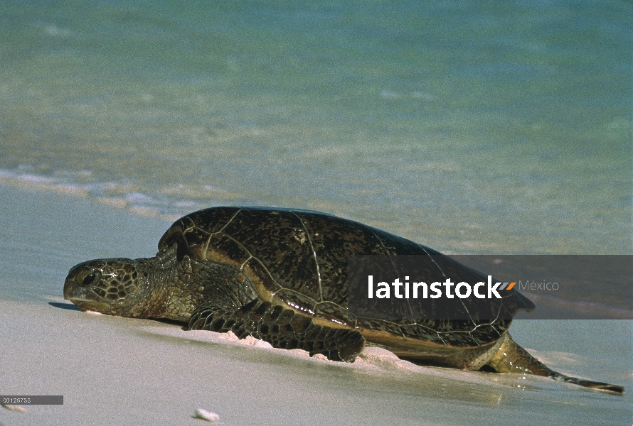 Hembra de tortuga verde (Chelonia mydas), viniendo en tierra para anidar, Hawaii