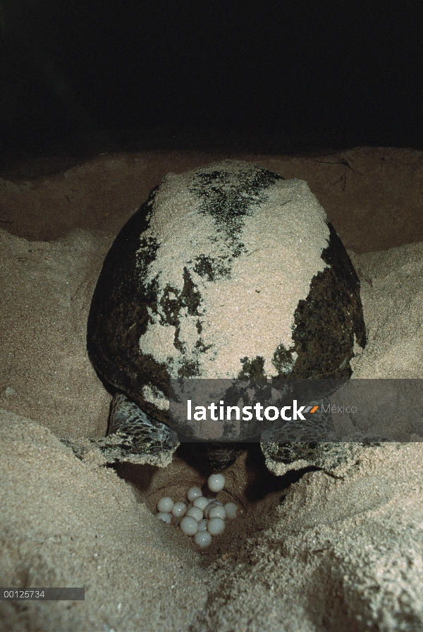 Tortuga verde (Chelonia mydas) hembra poniendo huevos en el nido, Hawaii