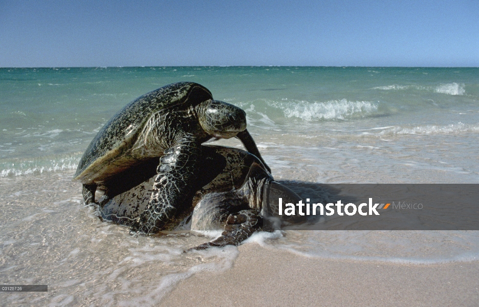 Tortuga verde (Chelonia mydas) pareja de apareamiento en shoreline, Hawaii