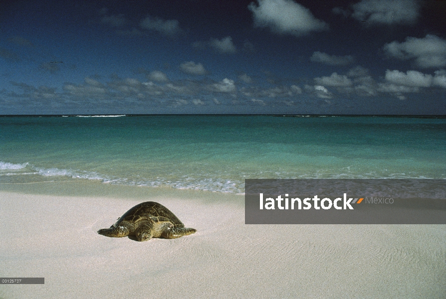 Verde tortugas marinas (Chelonia mydas) en peligro de extinción, que en tierra, Hawaii