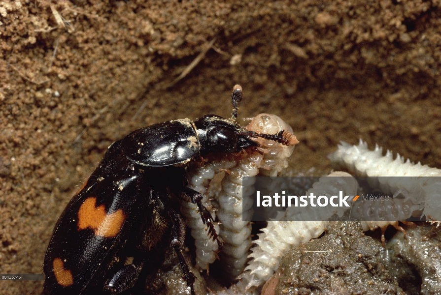 Escarabajo del soterramiento (Nicrophorus orbicollis) recicla una rata muerta por poner huevos cerca