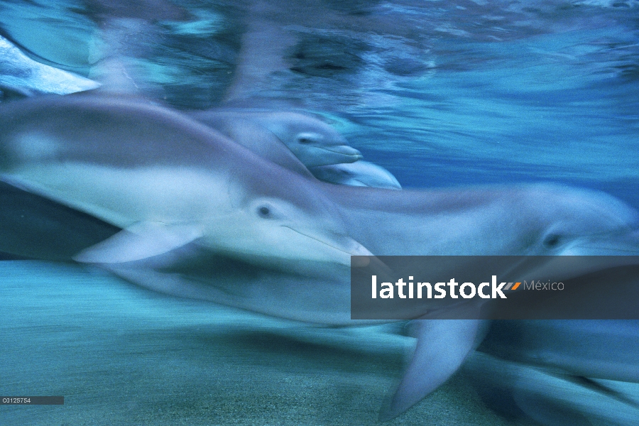 Grupo de delfines (Tursiops truncatus) de mulares natación, Hawaii