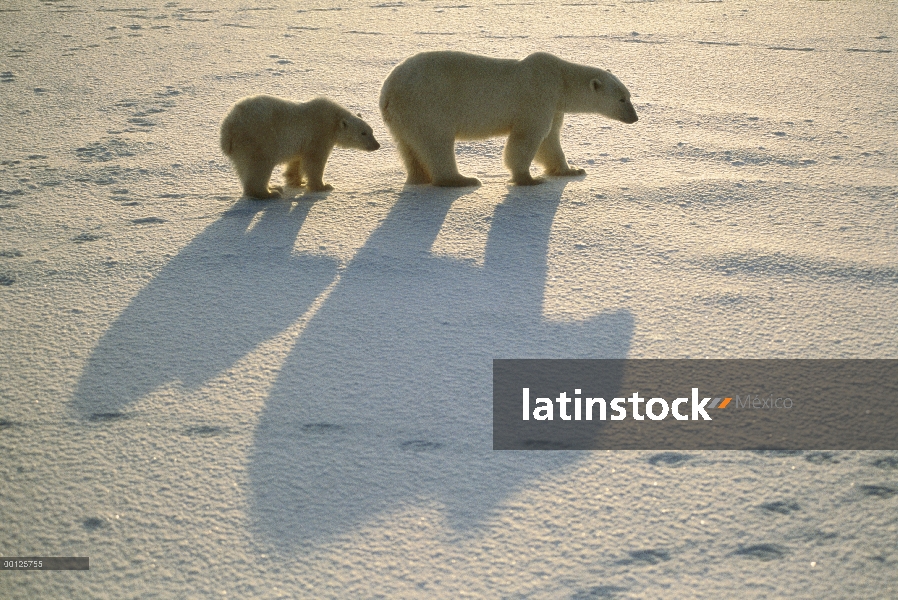 Oso polar (Ursus maritimus) madre y cachorro echando largas sombras, Churchill, Manitoba, Canadá