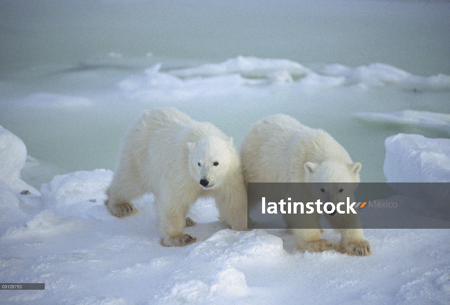 Cachorros de oso polar (Ursus maritimus) en el campo de la nieve, Churchill, Manitoba, Canadá