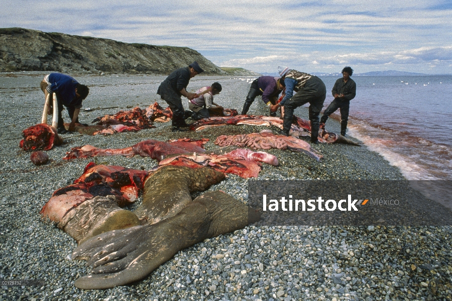 Walrus Pacífico (Odobenus rosmarus divergens) cosechado por los Inuits, Alaska