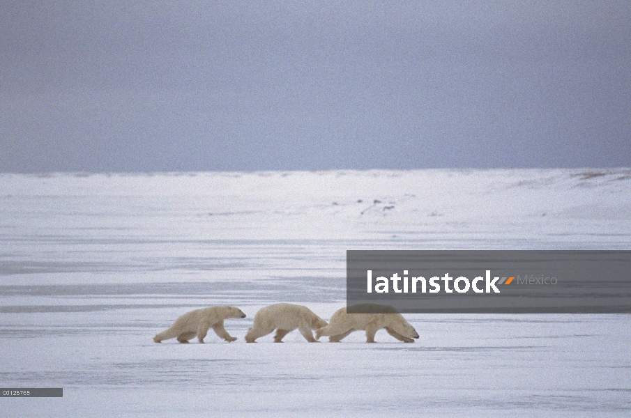 Trío de oso polar (Ursus maritimus) corriendo por el campo de hielo, Churchill, Manitoba, Canadá