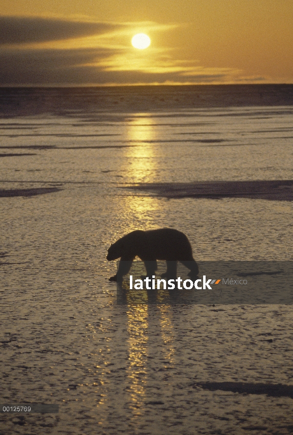 Oso polar (Ursus maritimus) caminando por el campo de hielo al atardecer, Churchill, Manitoba, Canad