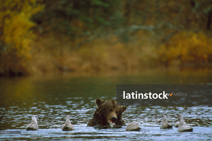 Oso Grizzly (Ursus arctos horribilis) alimentándose de salmón con gaviotas esperando para limpiar re