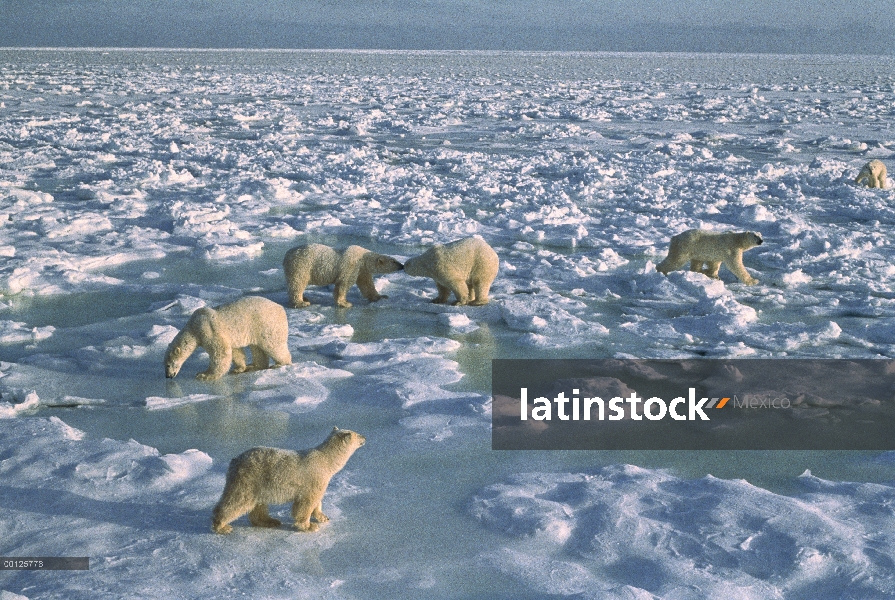 Grupo de oso polar (Ursus maritimus) en el campo de hielo, Churchill, Manitoba, Canadá