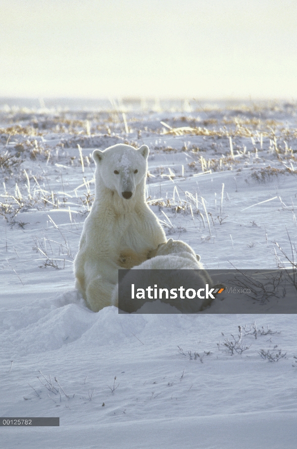 Oso polar (Ursus maritimus) madre cub enfermería, Churchill, Manitoba, Canadá