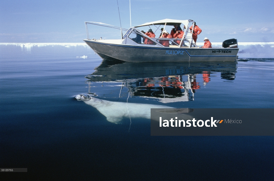 Oso polar (Ursus maritimus) las superficies cerca de un barco de tour lleno de turistas, Wager Bay, 