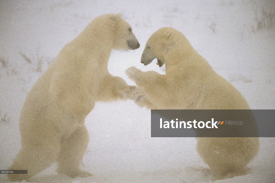 Oso polar (Ursus maritimus) dos machos sparring, Churchill, Manitoba, Canadá