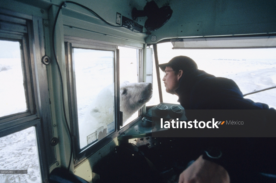 Oso polar (Ursus maritimus) inspecciona pequeño tundra buggy y conductor, Churchill, Manitoba, Canad