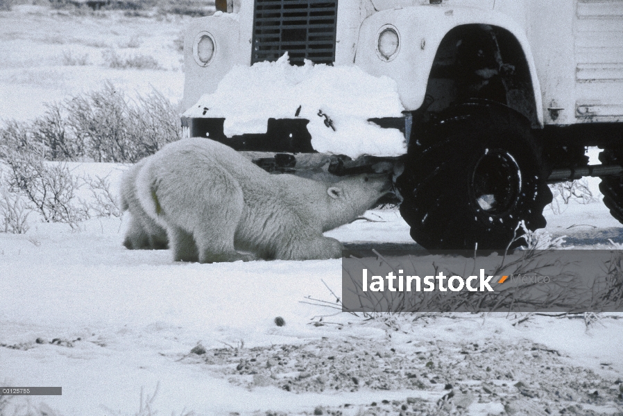 Oso polar (Ursus maritimus) madre y el cachorro de vuelta hasta fugas de anticongelante del cochecil