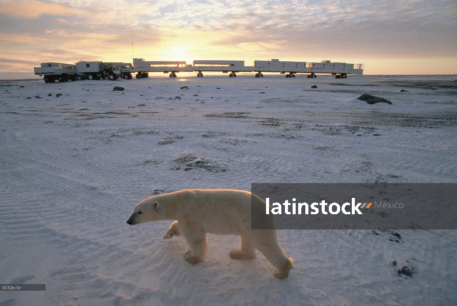 Oso polar (Ursus maritimus) y tundra buggies llenos de turistas, Churchill, Manitoba, Canadá