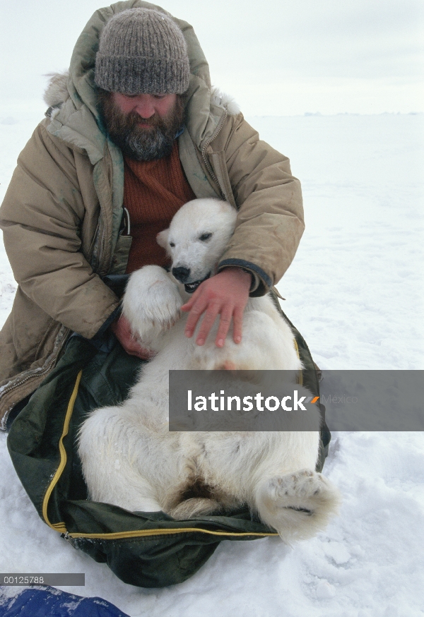 Oso polar (Ursus maritimus) investigador Sean Farley intenta bolsa cub ondulación para pesar cerca d