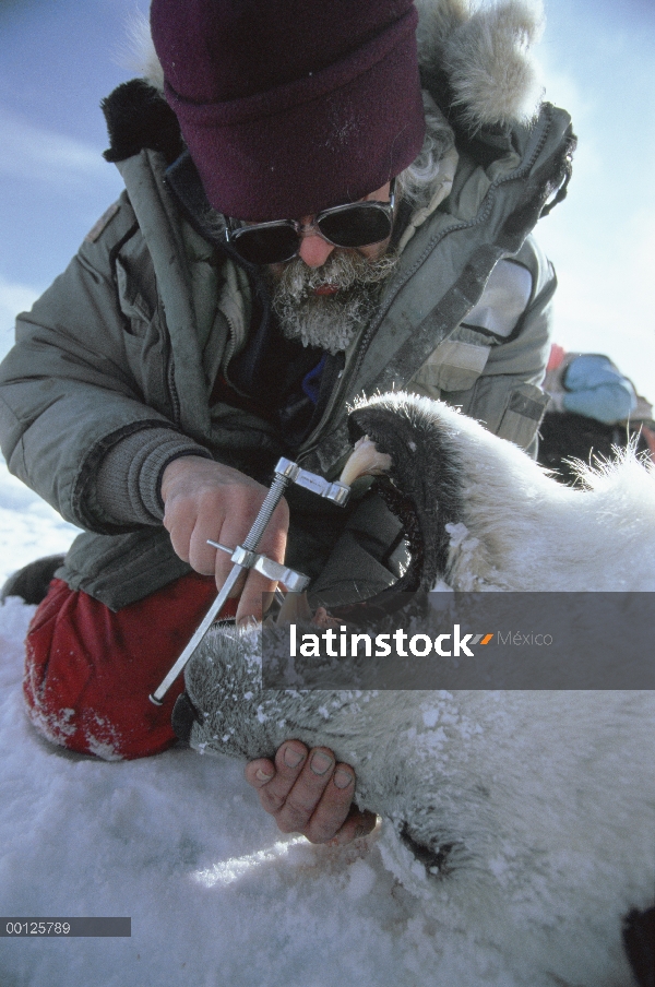 Oso polar (Ursus maritimus) investigador Dr. Malcolm Ramsay extractos de diente de adulto para deter