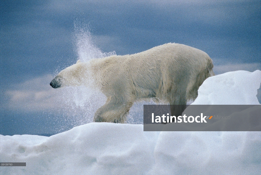 Batidos de oso polar (Ursus maritimus), el agua, Wager Bay, Canadá