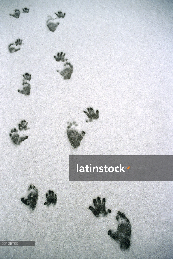 Huellas de macaco japonés (Macaca fuscata) de nieve, Japón