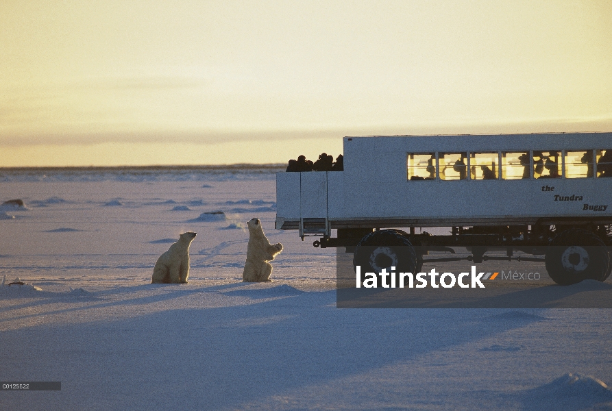 Oso polar (Ursus maritimus) par atraída para manteca de cerdo se utiliza como cebo, Churchill, Manit