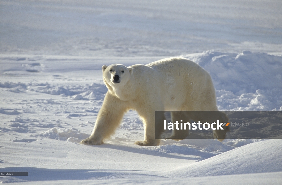 Oso polar (Ursus maritimus) en el hielo cerca de Costa de la bahía de Hudson, Manitoba, Canadá