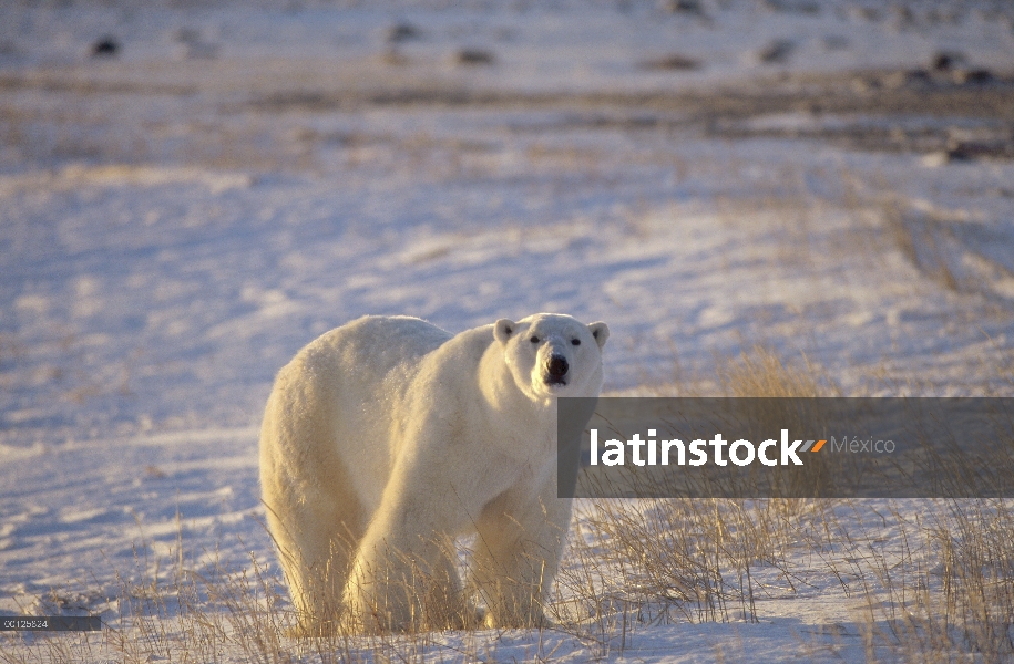 Oso polar (Ursus maritimus) en la tundra, con hierbas, cerca de la bahía de Hudson, Canadá