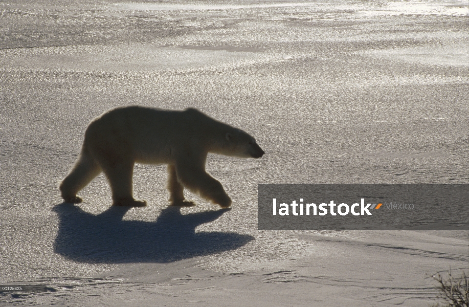 Oso polar (Ursus maritimus) cruce de campo de hielo, Churchill, Manitoba, Canadá