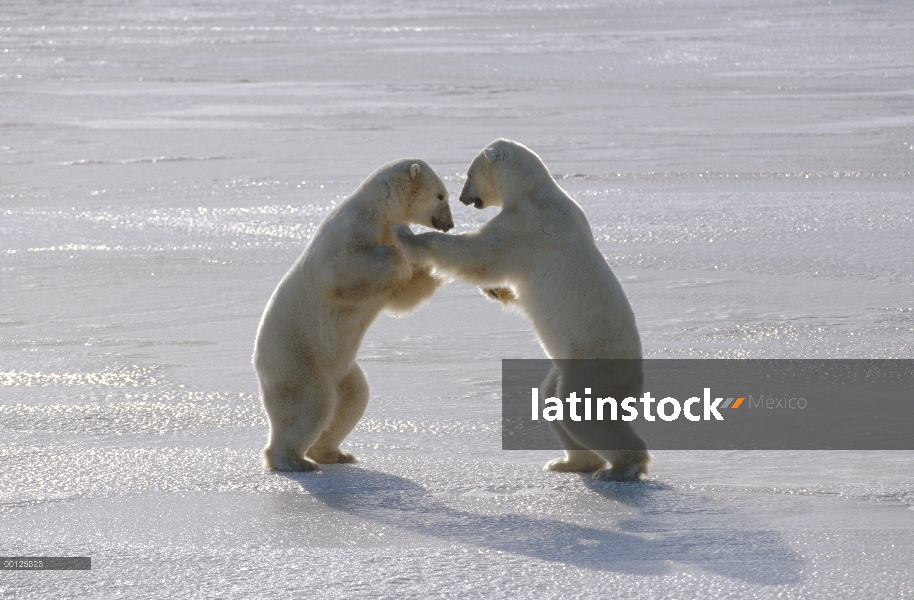 Oso polar (Ursus maritimus) par sparring, Churchill, Manitoba, Canadá