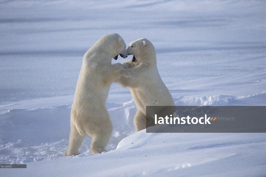 Machos de oso polar (Ursus maritimus) combate, Churchill, Manitoba, Canadá