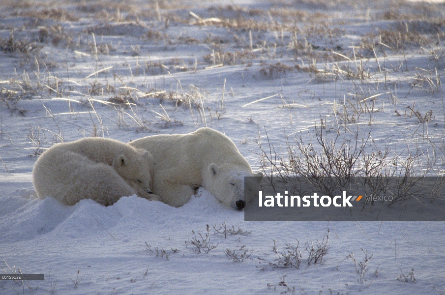 Oso polar (Ursus maritimus) y cub cerca, Bahía de Hudson, Canadá