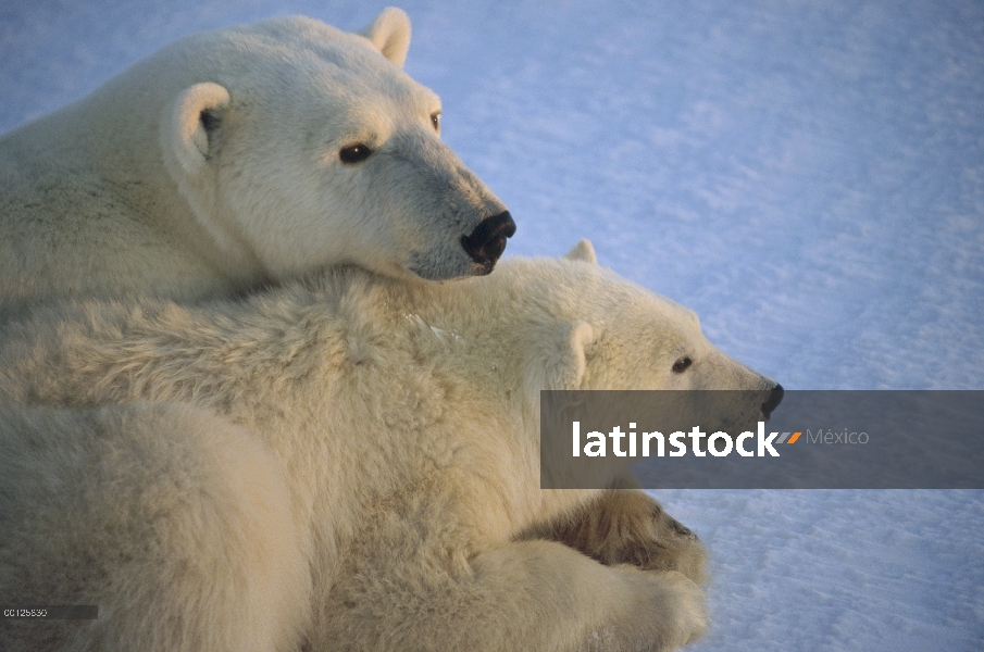 Oso polar (Ursus maritimus) y cub al amanecer, Churchill, Manitoba, Canadá