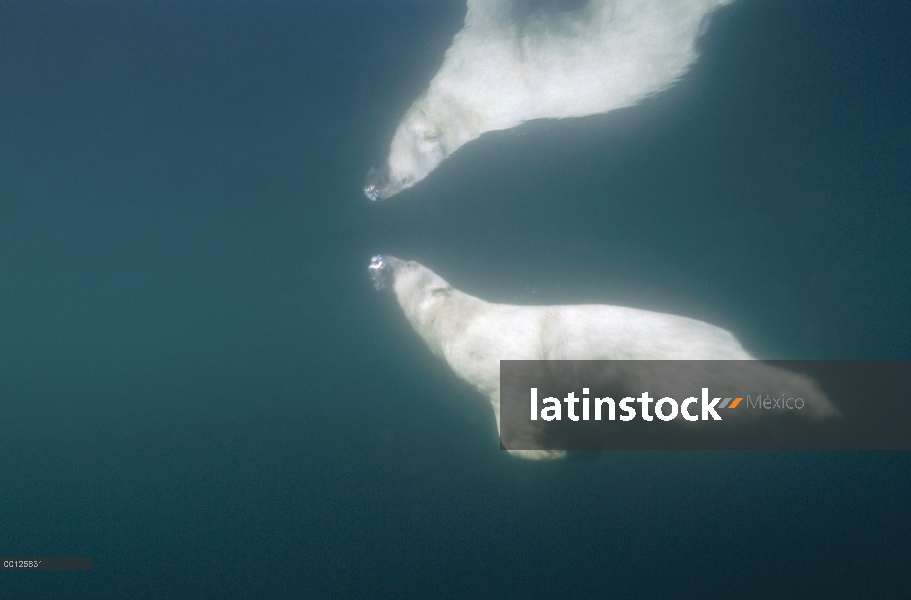 Oso polar (Ursus maritimus) nadando se refleja en la superficie del agua, Canadá