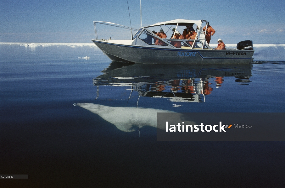 Oso polar (Ursus maritimus) nadando cerca de barco de tour, Wager Bay, Canadá