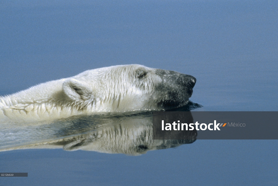 Oso polar (Ursus maritimus) nadando, Wager Bay, Canadá