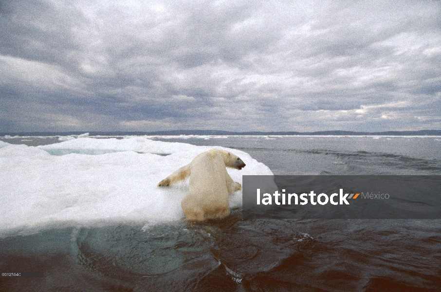 Oso polar (Ursus maritimus) acarrear hacia fuera en témpano de hielo, Wager Bay, Canadá