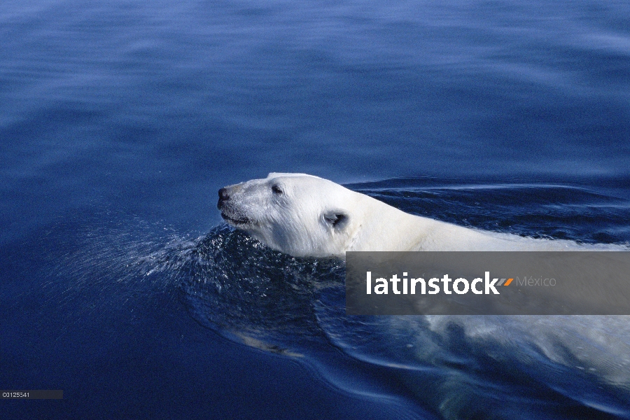 Oso polar (Ursus maritimus) nadando, Wager Bay, Canadá