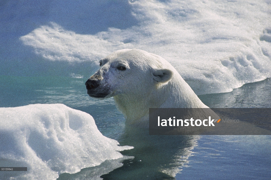 Oso polar (Ursus maritimus) a transportar hacia fuera en el témpano de hielo, Wager Bay, Canadá