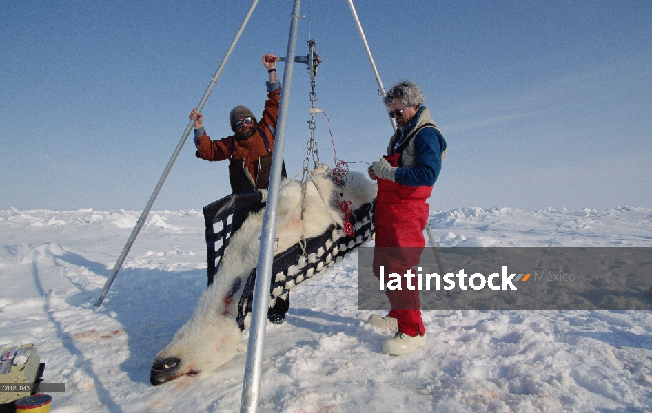 Oso polar (Ursus maritimus) investigadores Dr. Malcolm Ramsey y Sean Farley, pesa un oso tranquilize