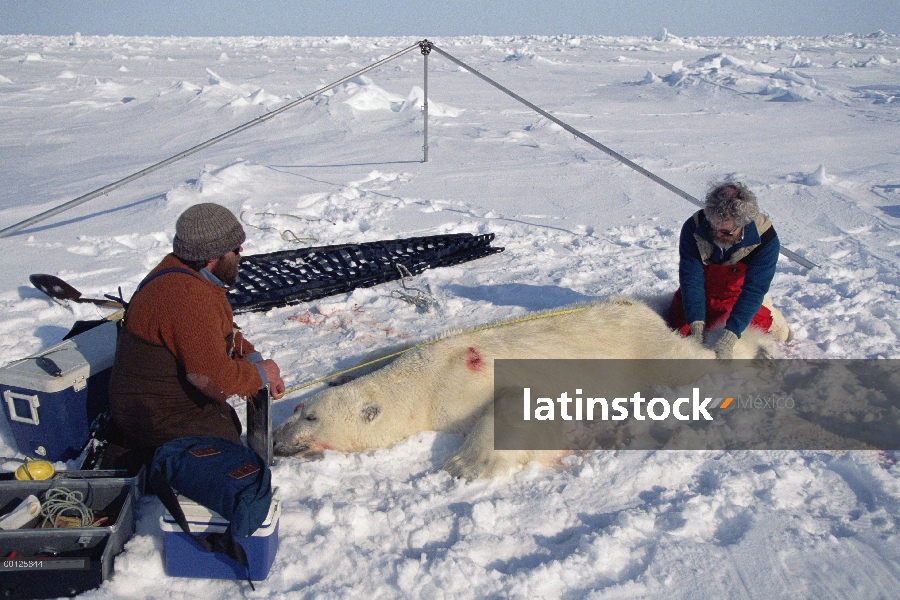 Oso polar (Ursus maritimus) investigadores Dr. Malcolm Ramsey y Sean Farley, medir un oso tranquiliz